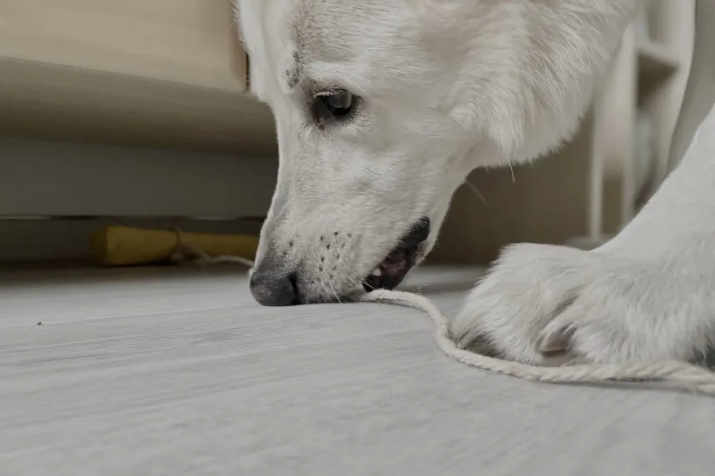 Perro concentrado resolviendo un juego de inteligencia que estimula su pensamiento.