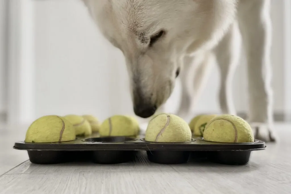 Perro explorando un molde para muffins usado como juguete de estimulaci&oacute;n.