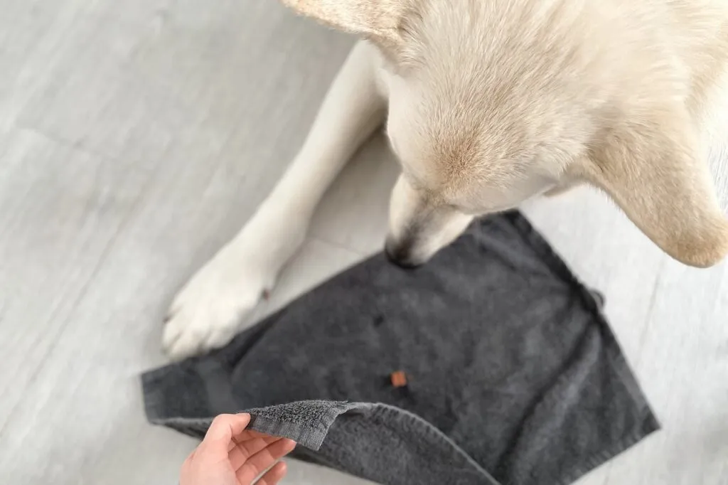 Perro interactuando con una toalla usada como juguete de estimulaci&oacute;n mental.