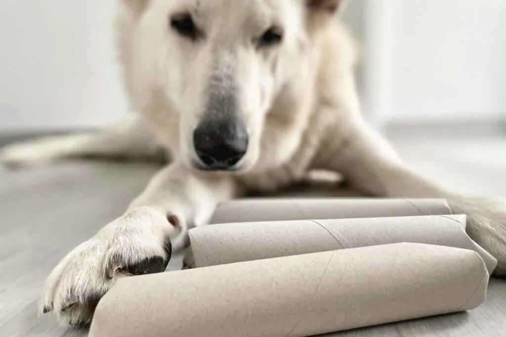 Perro buscando y desempaquetando objetos en un juego de estimulaci&oacute;n mental.