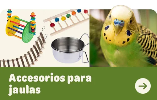 accessories bird