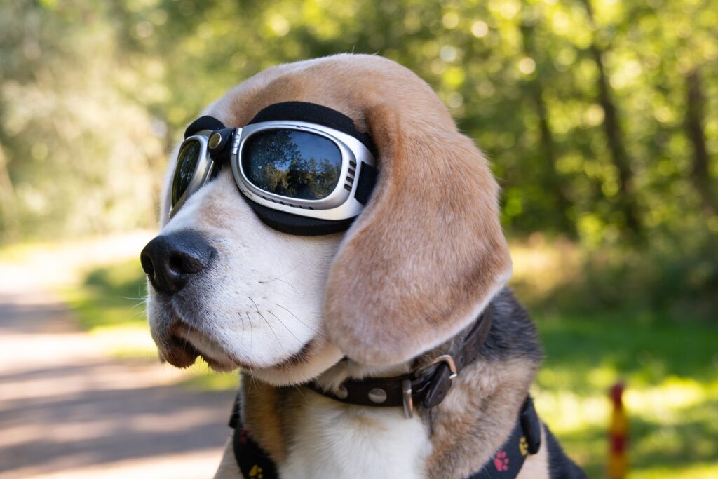 gafas para perros