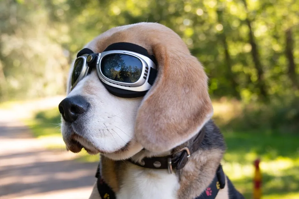 gafas para perros