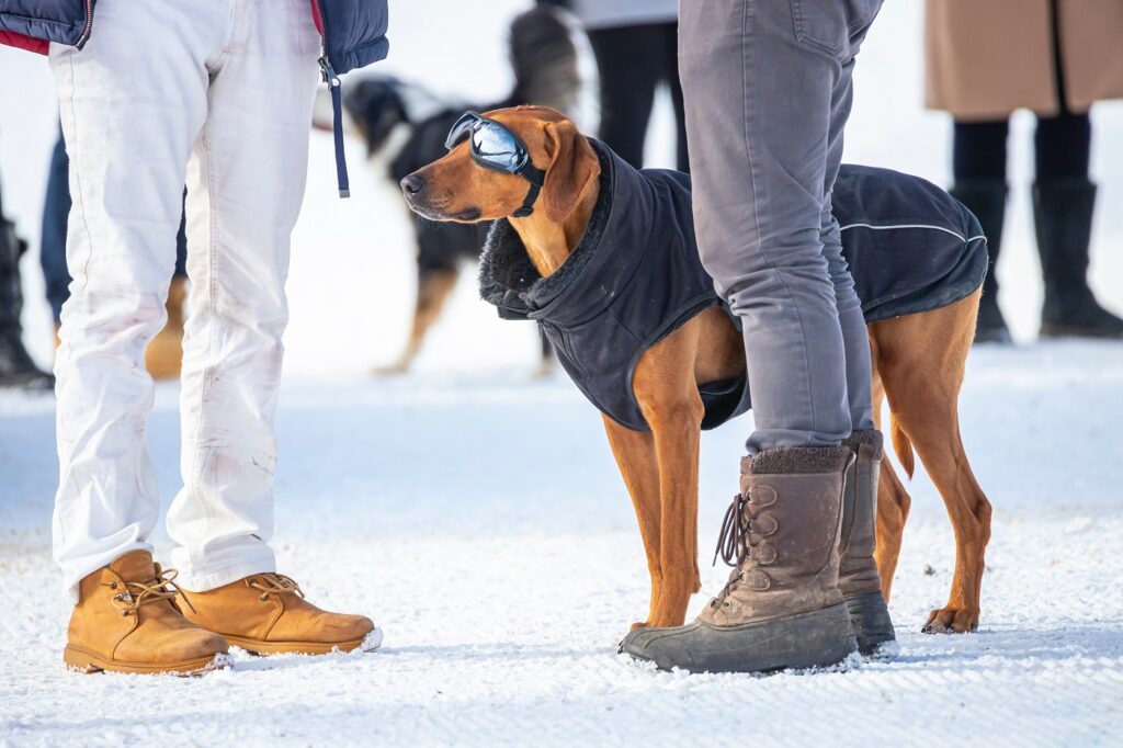 Gafas para perros