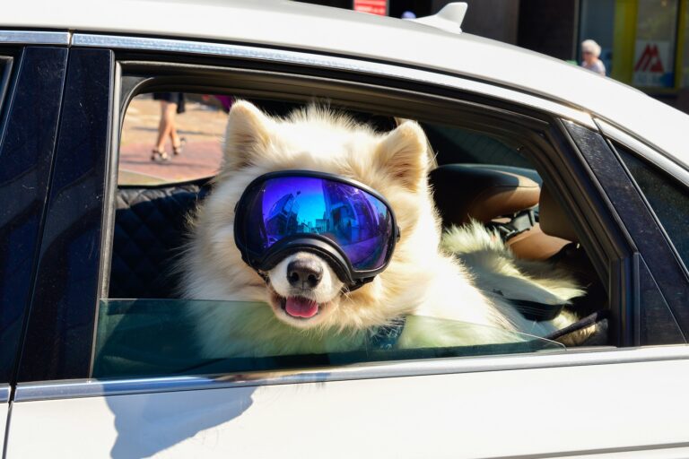 Gafas para perros