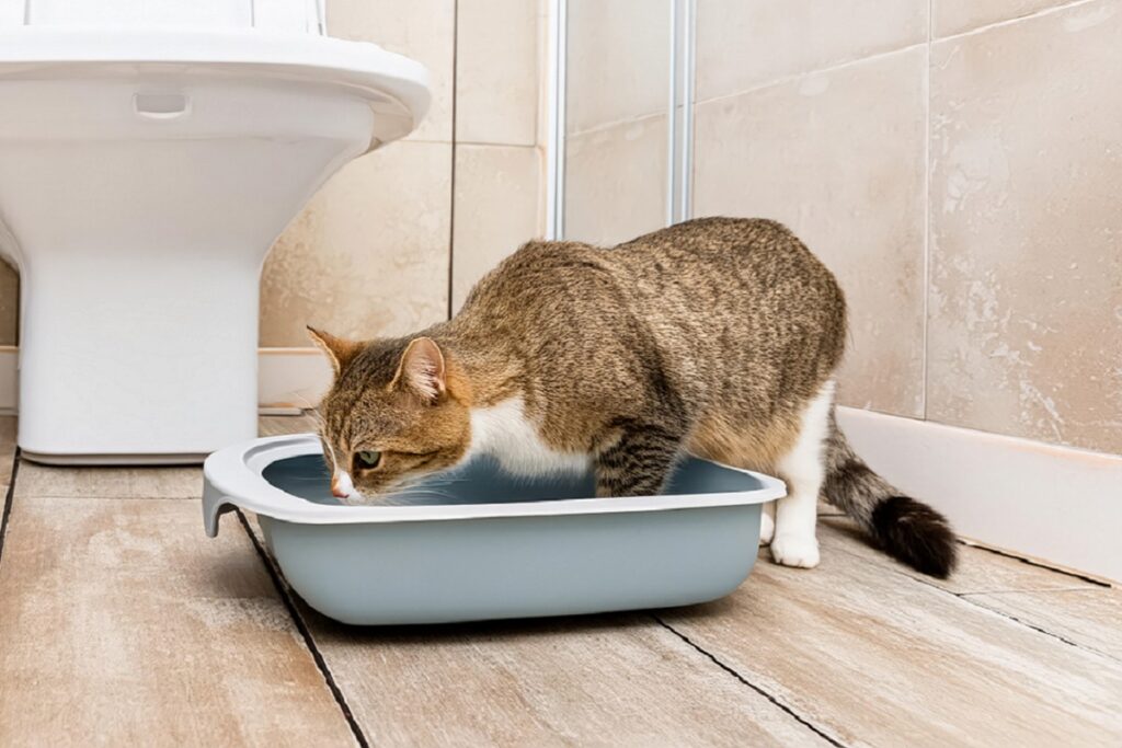 Muestra de orina de gato
