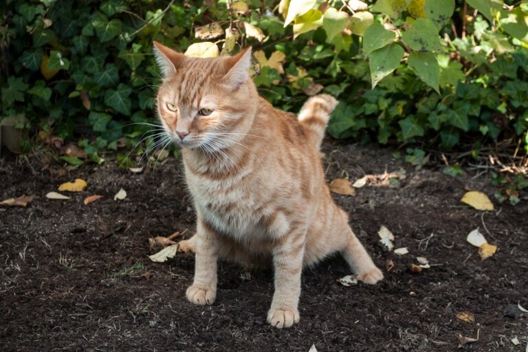 Muestra de orina de gato