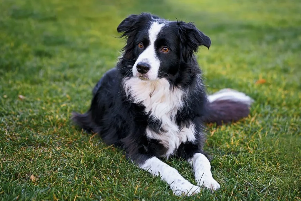 Razas de perro populares