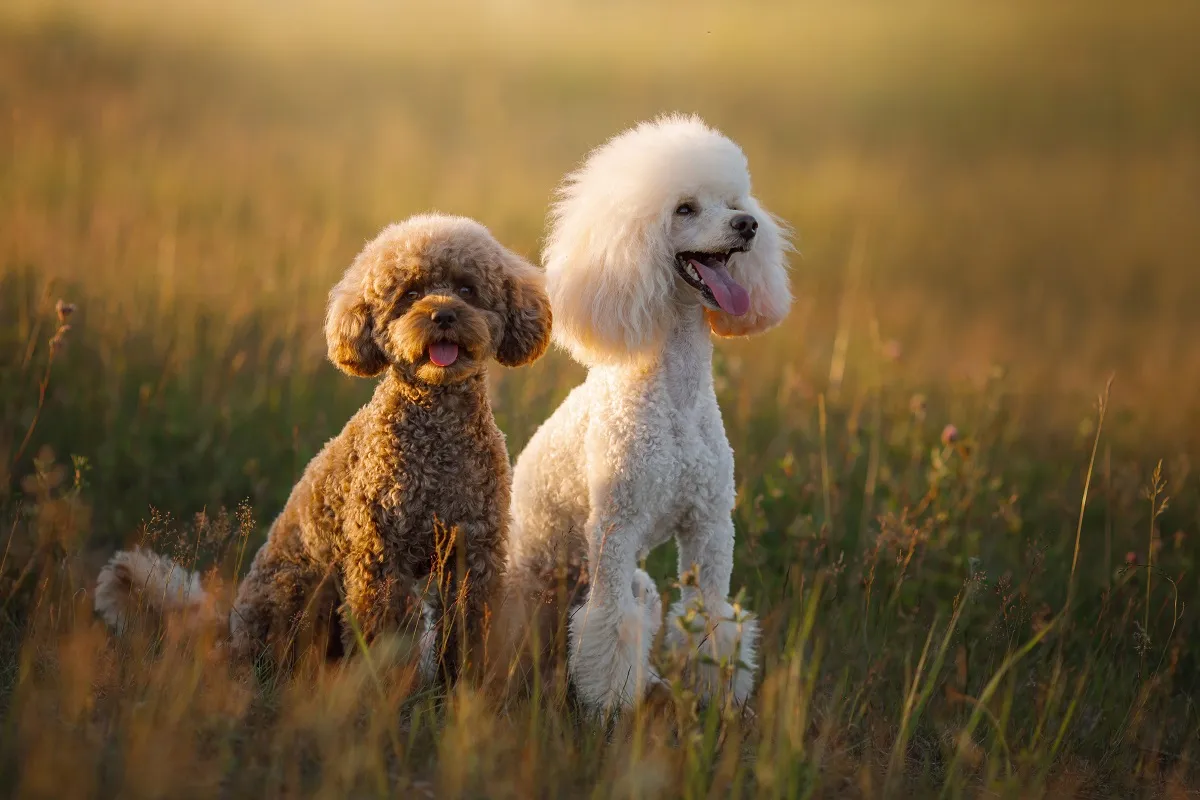 Razas de perro populares