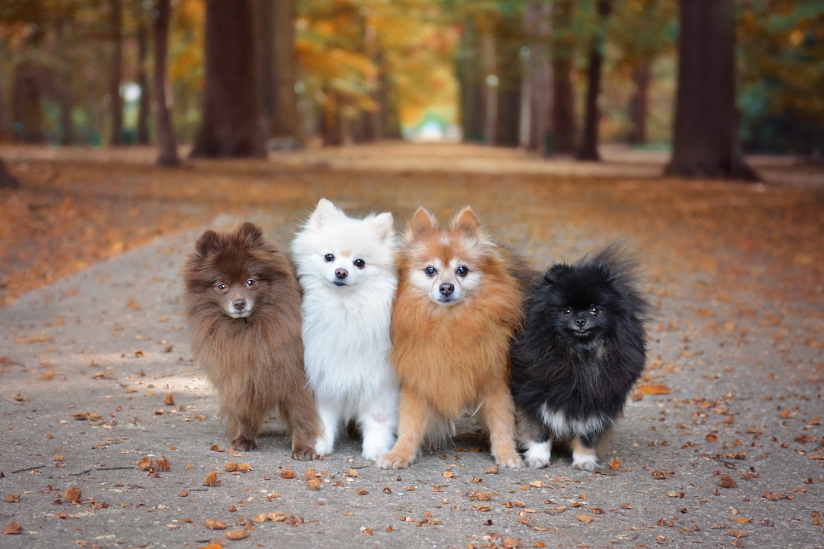 Razas de perro populares