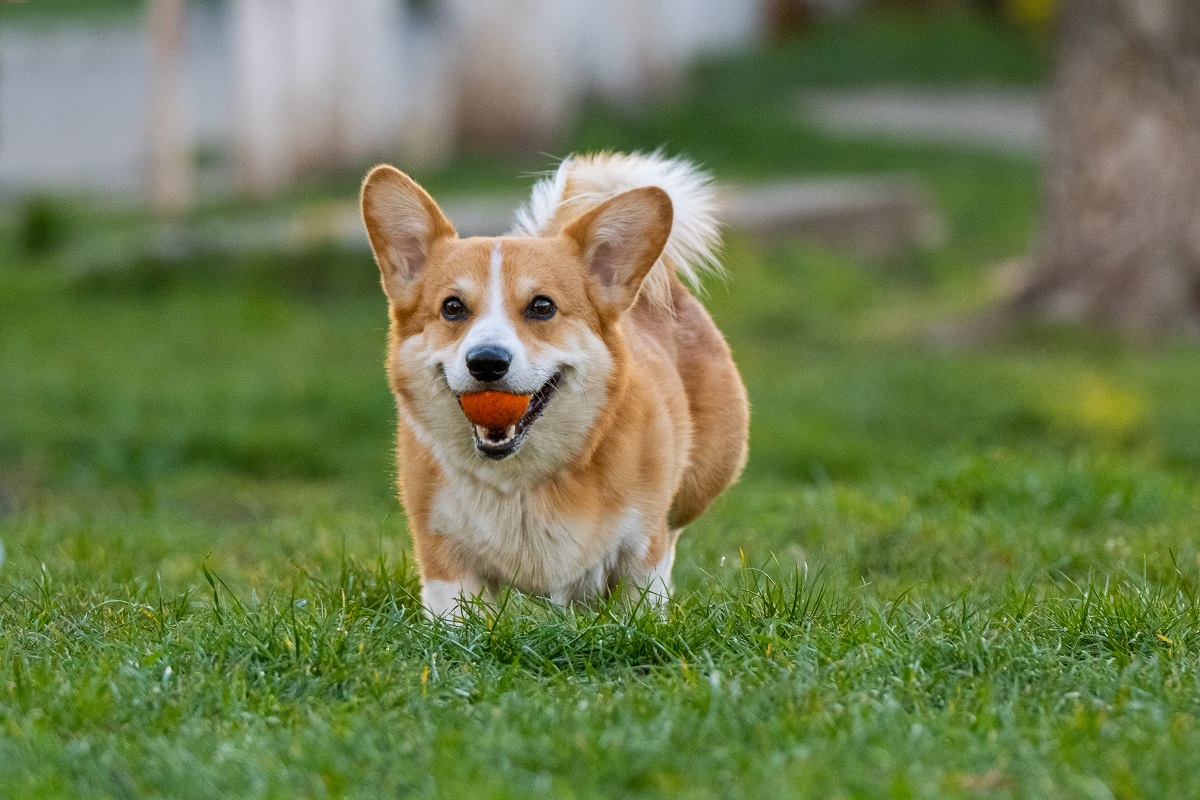 Razas de perro populares