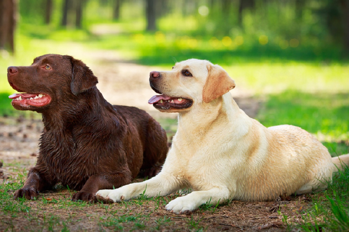 Razas de perro populares
