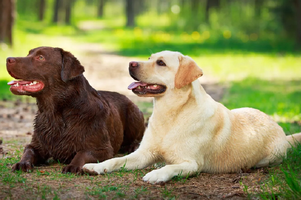 Razas de perro populares
