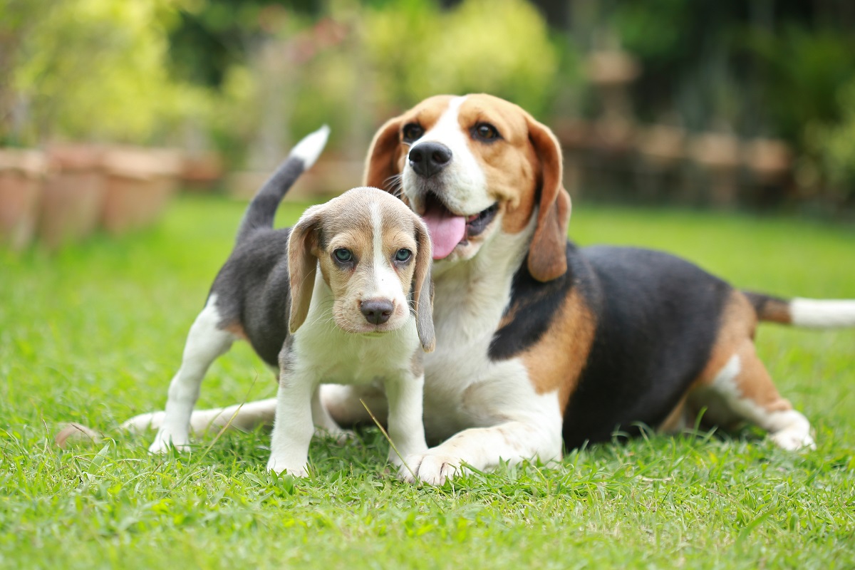 Razas de perro populares