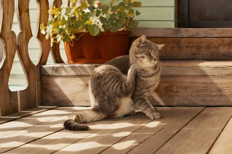 Sarna en gatos