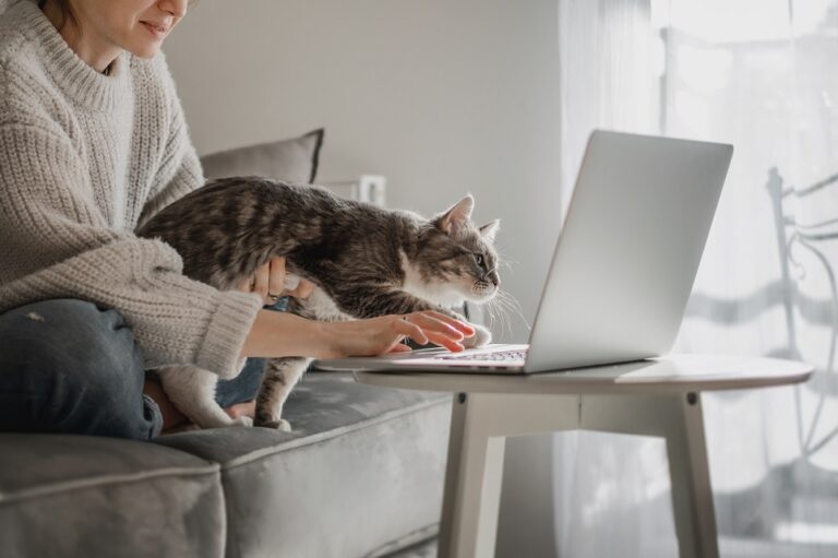 gadgets para gatos