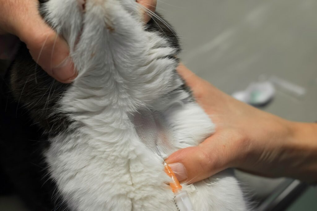 hemograma en gatos