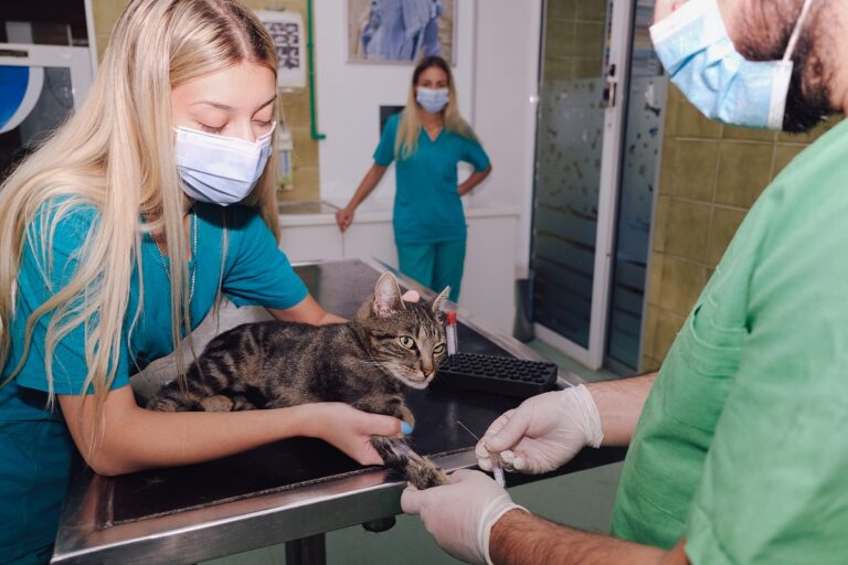 hemograma en gatos