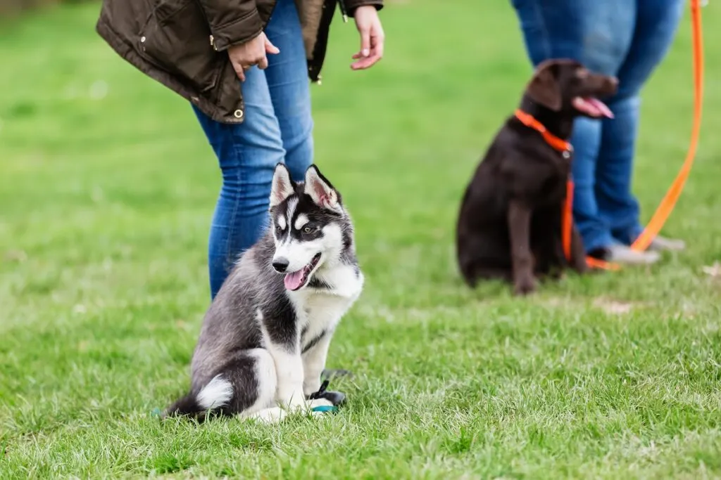 perros hiperactivos
