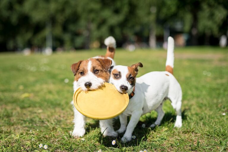 perros hiperactivos