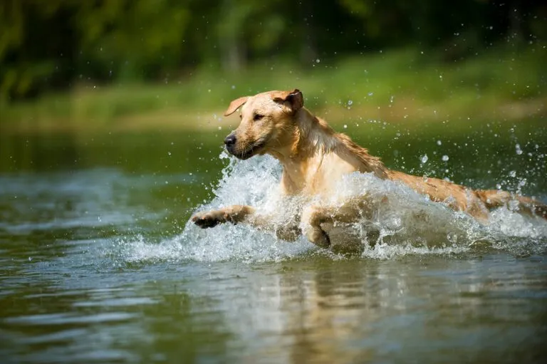 síndrome de cola fría en perros