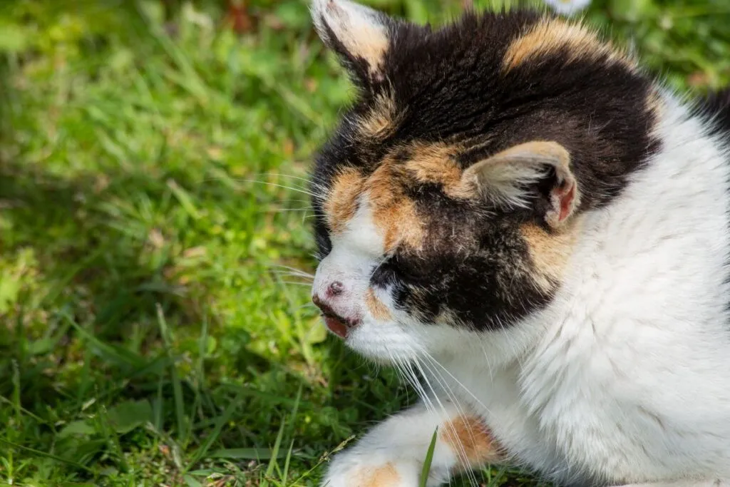 Cáncer de piel en gatos