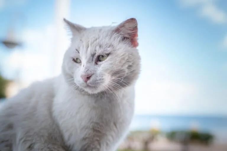 Cáncer de piel en gatos