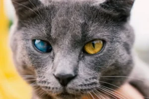 Cataratas en gatos: cómo detectar y tratar los síntomas