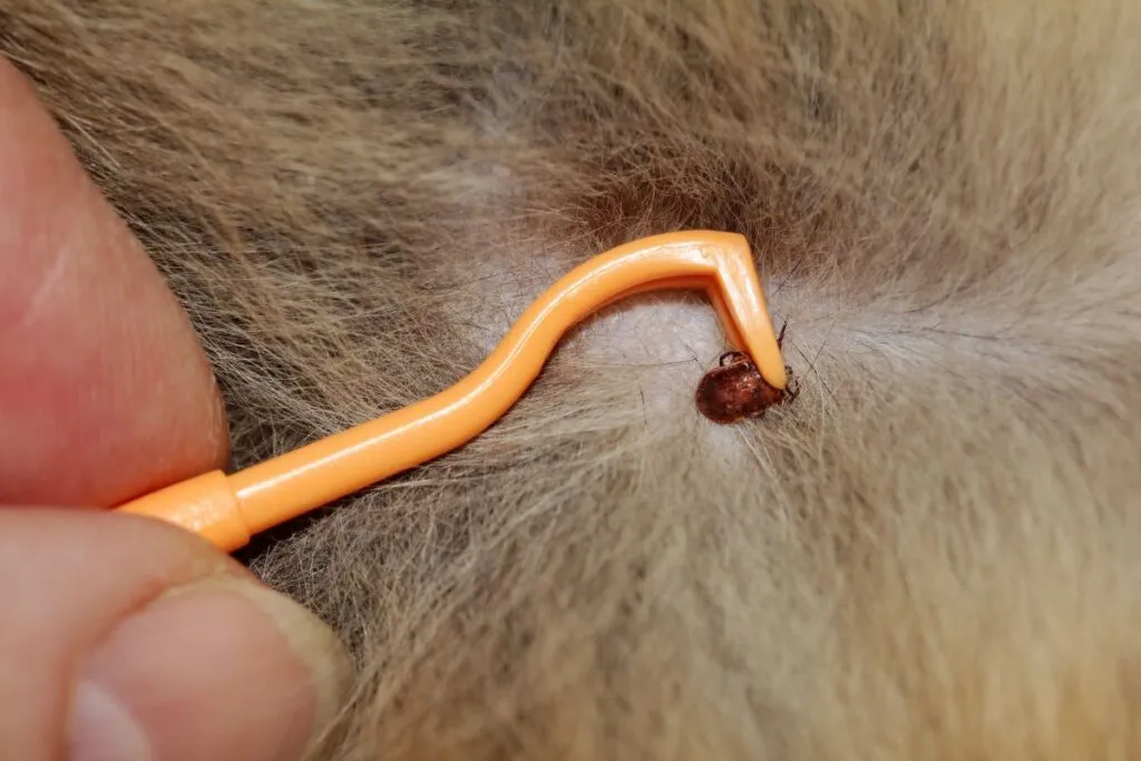 Enfermedad de Lyme en gatos