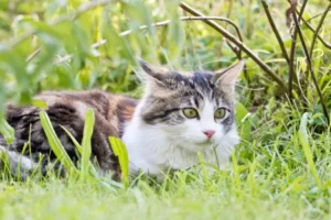 Enfermedad de Lyme en gatos: qué debes saber