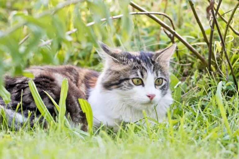 Enfermedad de Lyme en gatos