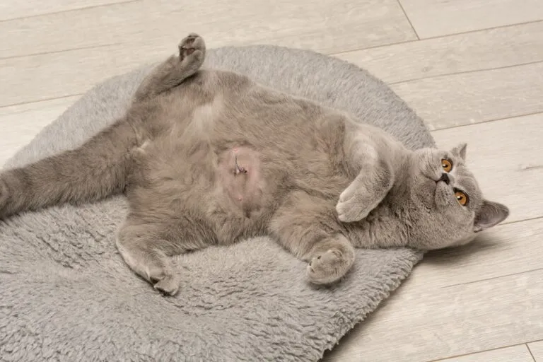 Hernia umbilical en gatos