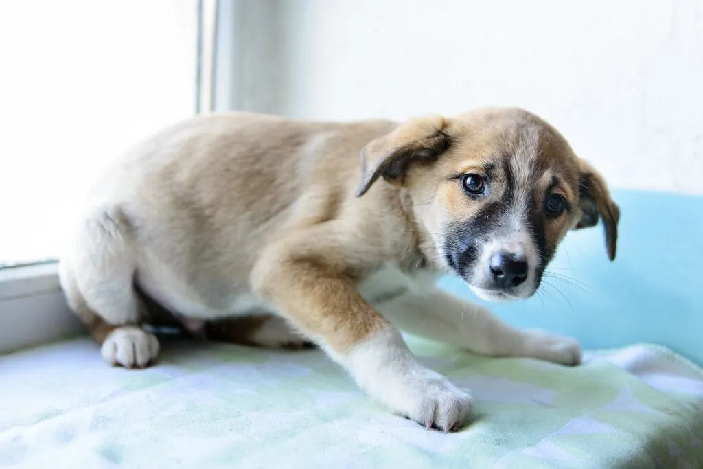 Método Tellington TTouch para perros