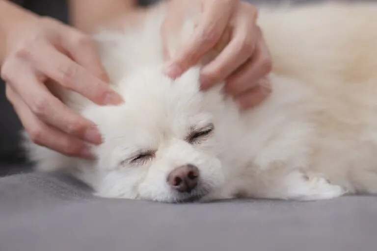 Método Tellington TTouch para perros