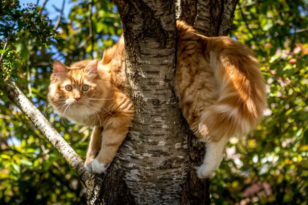 Nombres de gatos machos