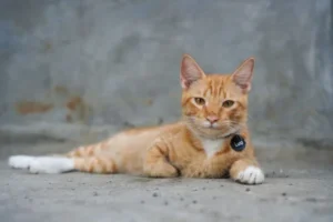 Nombres de gatos machos: cien maneras de bautizar a tu gato