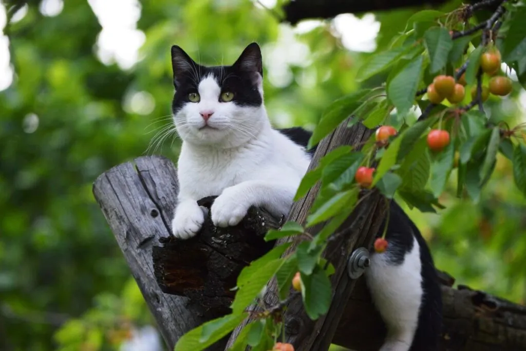 Nombres para gatas