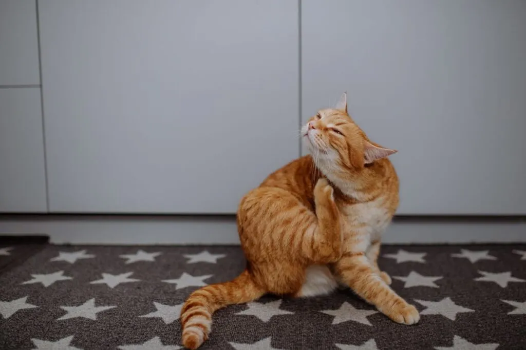 Picor en gatos