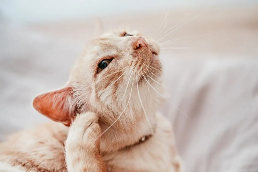 Picor en gatos