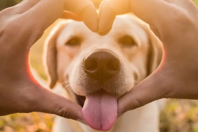 Refranes de perros