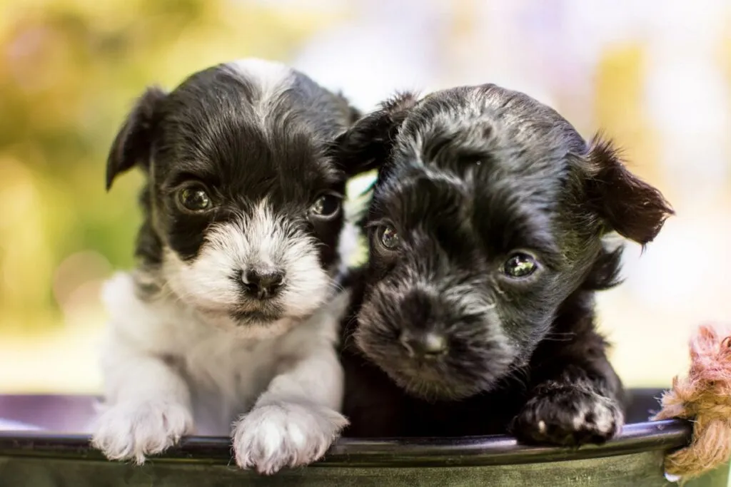 Yorkiepoo