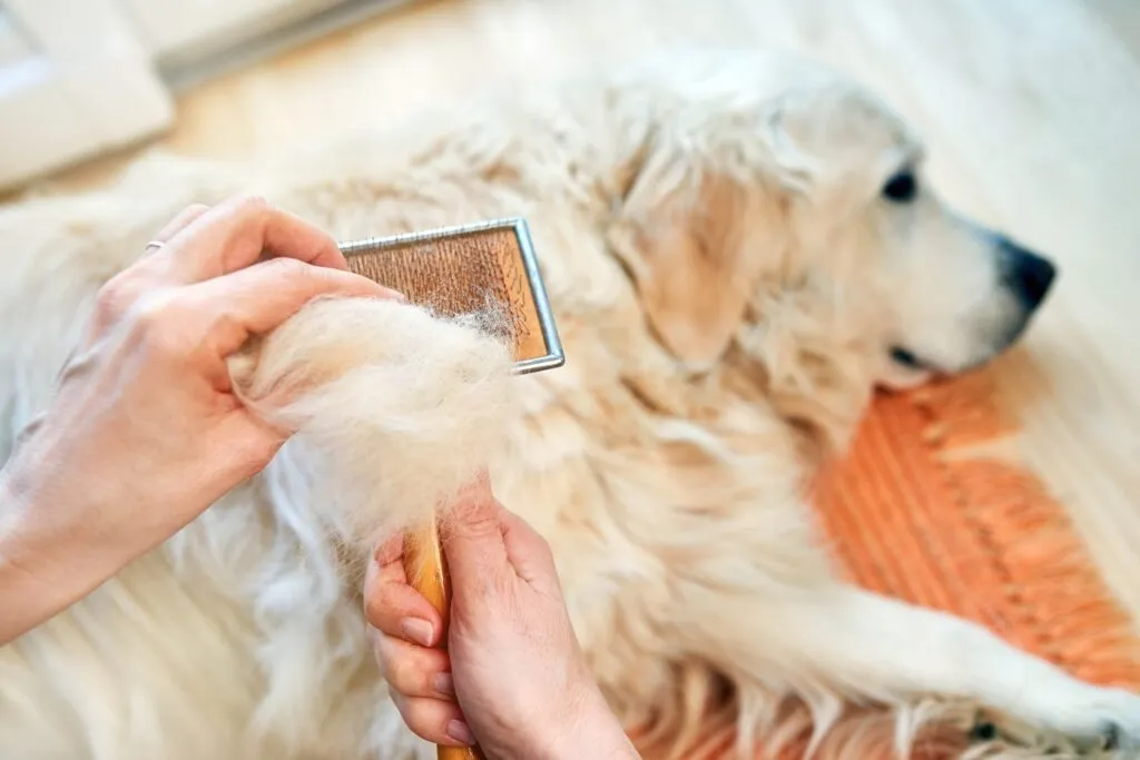 cambio de pelo en perros