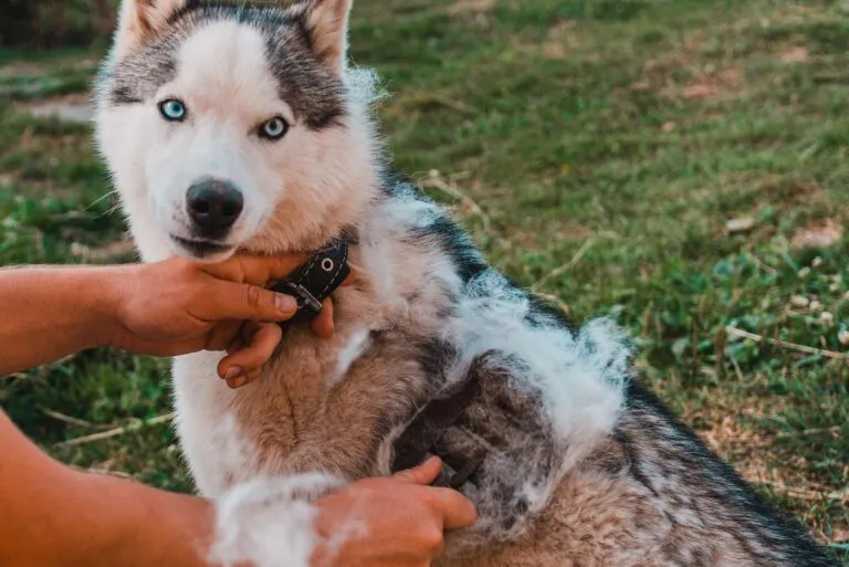 cambio de pelo en perros