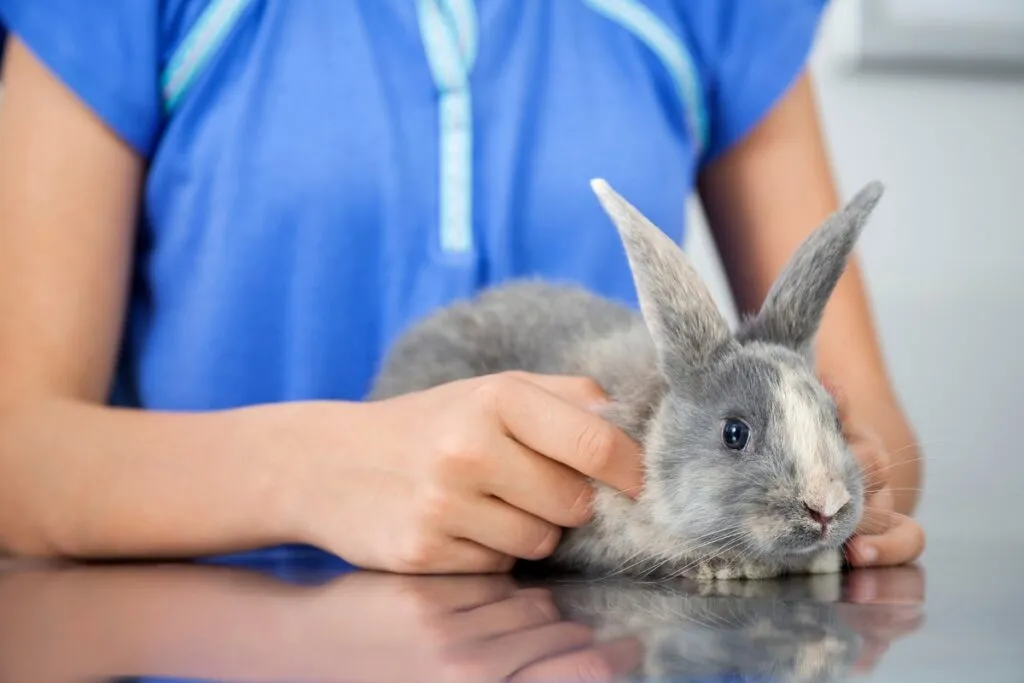 cortar las uñas al conejo