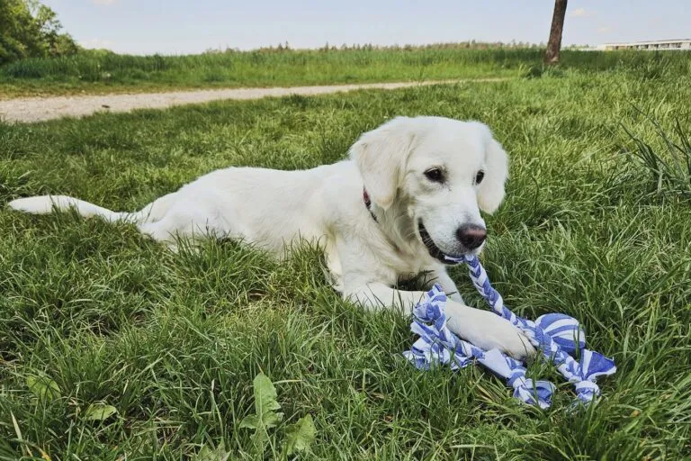 mordedor para perros