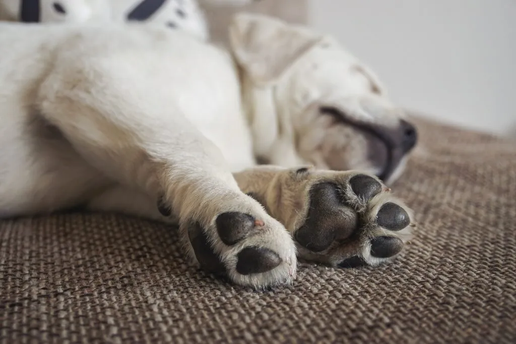 patas de los perros