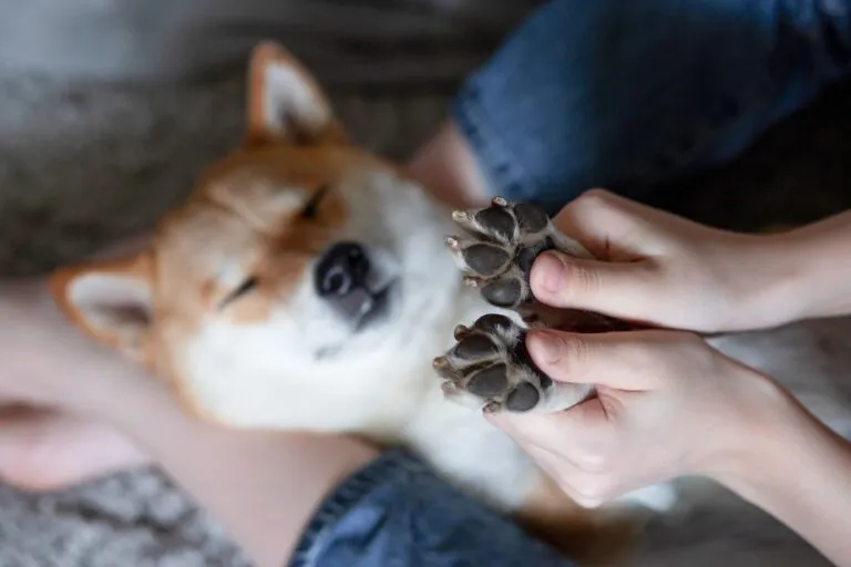 patas de los perros