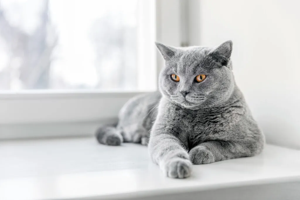 razas de gatos más populares