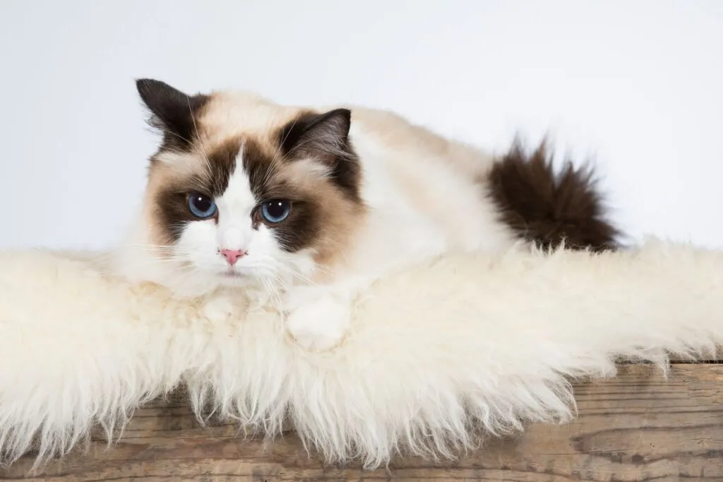 razas de gatos más populares