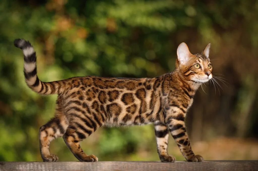 razas de gatos más populares